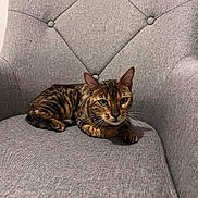 Nala a rejoint le concours — aidez-le/la à gagner de superbes lots ! cat, tabby, animal, pet, feline, chair, gray, furniture, indoor, resting, cute, whiskers, ears, eyes, striped, relaxed, cozy, domestic, mammal, sitting