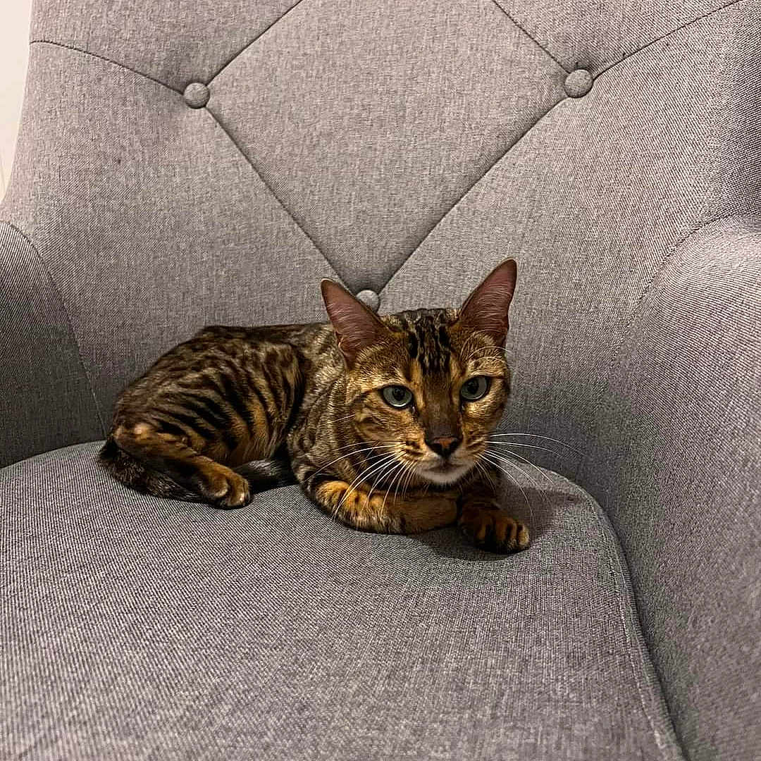 Nala a rejoint le concours — aidez-le/la à gagner de superbes lots ! animal, cat, chair, cozy, cute, domestic, ears, eyes, feline, furniture, gray, indoor, mammal, pet, relaxed, resting, sitting, striped, tabby, whiskers