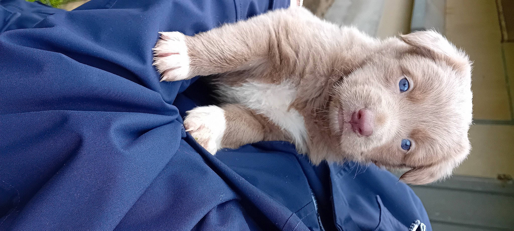 Vera participe au concours pour gagner de l'argent avec cette photo : carnivore, cat, claw, comfort, domestic_short_haired_cat, electric_blue, fawn, felidae, fur, nap, paw, small_to_medium_sized_cats, snout, tail, whiskers