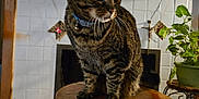 Lady joined the competition — help win amazing prizes! animal, background, bell, candles, cat, collar, cozy, curious, decorations, fireplace, floor, furniture, home, indoor, pet, plant, sitting, tabby, warm_lighting, wooden_stool