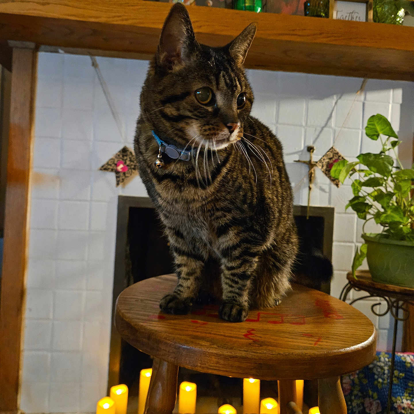 Lady joined the competition — help win amazing prizes! animal, background, bell, candles, cat, collar, cozy, curious, decorations, fireplace, floor, furniture, home, indoor, pet, plant, sitting, tabby, warm_lighting, wooden_stool