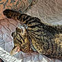 Lady is registered to the contest to win money with this photo: bell, cat, collar, cozy, cushion, feline, fur, home, indoor, nap, paw, pet, quilted_bedspread, relaxed, resting, sleeping, striped, sunlight, tabby, whiskers