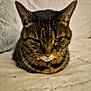 Lady is registered to the contest to win money with this photo: animal, cat, closeup, couch, cushion, cute, domestic, ears, face, feline, fur, home, indoor, loaf, pet, quilt, resting, sleepy, tabby, whiskers