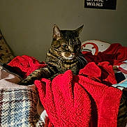 Lady joined the competition — help win amazing prizes! bed, blanket, cat, comfort, cozy, ears, feline, fur, indoor, pet, portrait, red_blanket, resting, sleepy, soft_texture, star_wars_poster, tabby_cat, wall, warm, whiskers