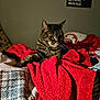 bed, blanket, cat, comfort, cozy, ears, feline, fur, indoor, pet, portrait, red_blanket, resting, sleepy, soft_texture, star_wars_poster, tabby_cat, wall, warm, whiskers