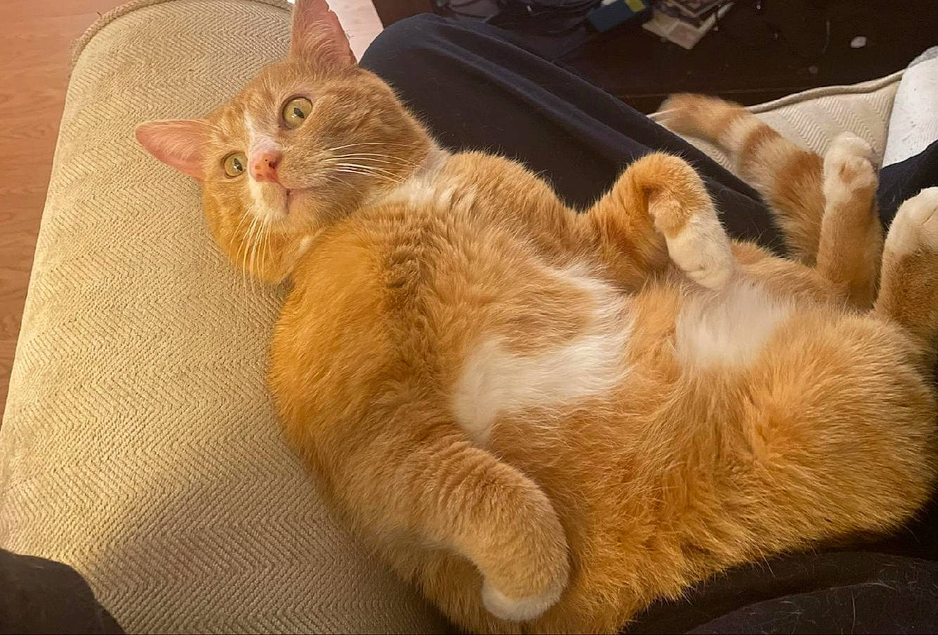 Hobbs joined the competition — help win amazing prizes! carnivore, cat, claw, comfort, domestic_short_haired_cat, fawn, felidae, fur, nap, paw, small_to_medium_sized_cats, snout, tail, whiskers, wood