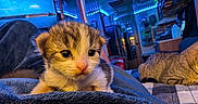 Moo-Moo is registered to the contest to win money with this photo: kitten, cat, second_cat, feline, pet, animal, closeup, portrait, blue_lighting, indoor, home, blanket, couch, fur, whiskers, eyes, pink_nose, sitting, relaxed, photography