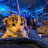 animal, blanket, blue_lighting, cat, closeup, couch, eyes, feline, fur, home, indoor, kitten, pet, photography, pink_nose, portrait, relaxed, second_cat, sitting, whiskers