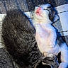 Moo-Moo joined the competition — help win amazing prizes! kittens, cats, sleeping, cuddling, adorable, newborn, furry, tabby, black_and_white, gray, pink_nose, whiskers, paws, belly_up, animal, pet, cozy, blanket, close_up, cute