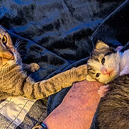 Moo-Moo joined the competition — help win amazing prizes! cat, cats, kitten, tabby_cat, gray_cat, white_cat, sleeping, relaxed, cozy, blanket, bed, indoors, pet, feline, whiskers, eyes, animal, cuddling, warm_lighting, home