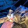 Moo-Moo is registered to the contest to win money with this photo: kittens, cat, sleeping, cuddling, litter, fur, whiskers, eyes, pink_nose, tabby, gray_cat, white_cat, brown_cat, pet, animals, close_up, indoors, blanket, cozy, adorable