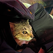 Samantha is registered to the contest to win money with this photo: animal, cat, close_up, coat, cozy, curious, cute, eyes, fur, indoor, jacket, muzzle, nose, peeking, pet, portrait, snug, soft_lighting, tabby_cat, whiskers