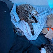 Samantha joined the competition — help win amazing prizes! blanket, blue_light, cat, comfort, couch, cozy, feline, fur, home, indoor, orange_clothing, paws, pet, plush_toy, relaxation, resting, sleeping, soft_texture, tabby_cat, teddy_bear
