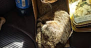 Samantha is registered to the contest to win money with this photo: blanket, bottle, box, cardboard_box, cat, couch, cozy, ears, looking_up, pet, photo_frame, plastic_bottle, price_tag, relaxed, shadow, small_animal, sunlight, tabby, texture, whiskers