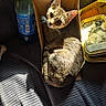 blanket, bottle, box, cardboard_box, cat, couch, cozy, ears, looking_up, pet, photo_frame, plastic_bottle, price_tag, relaxed, shadow, small_animal, sunlight, tabby, texture, whiskers