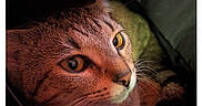 Samantha joined the competition — help win amazing prizes! animal, cat, closeup, clothing, cozy, curious, eyes, face, feline, fur, indoor, jacket, pet, portrait, resting, shadow, small, tabby_cat, warm_light, whiskers