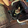 Samantha joined the competition — help win amazing prizes! bag, black_bag, cat, couch, cozy, curious, feet, floor, footwear, furniture, home, indoor, laundry_basket, legs, patterned, person, rug, shorts, tabby_cat, tiles