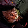 Samantha is registered to the contest to win money with this photo: animal, cat, closeup, cozy, curious, detail, eyes, feline, fur, indoor, jacket, pet, portrait, relaxed, snug, soft_light, tabby, texture, warm_light, whiskers