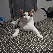 Oscar is registered to the contest to win money with this photo: animal, bed, blanket, cat, cozy, curtains, domestic, ears, feline, fur, indoor, looking, patterned, paws, pet, pillow, resting, room, sleepy, whiskers