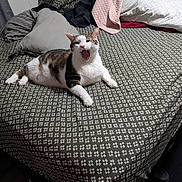Oscar is registered to the contest to win money with this photo: cat, bed, blanket, pillow, yawning, indoor, feline, resting, patterned, striped, white, brown, fur, domestic, cozy, relaxed, sleepy, home, comfort, animal