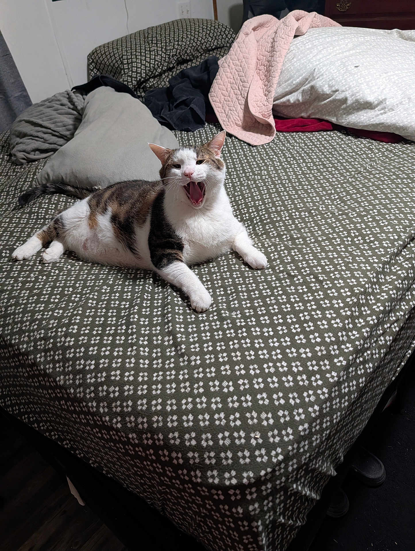 Oscar is registered to the contest to win money with this photo: cat, bed, blanket, pillow, yawning, indoor, feline, resting, patterned, striped, white, brown, fur, domestic, cozy, relaxed, sleepy, home, comfort, animal