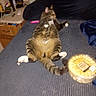 bed, cat, clutter, cozy, domestic, feline, furniture, household_items, indoor, looking_away, lying_down, nightstand, paws, pet, relaxed, snack_container, striped, tabby, tail, white_paws