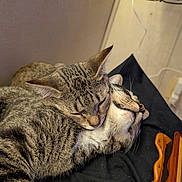 Amos joined the competition — help win amazing prizes! animal, black_fabric, cat, close_up, companion, cozy, cute, ears, feline, fur, indoor, peaceful, pets, relaxing, resting, sleeping, snuggling, tabby_cat, whiskers, wooden_object