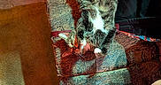 Amos is registered to the contest to win money with this photo: backpack, belly_up, carpet, cat, couch, cozy, fabric_texture, human_leg, indoor, living_room, lounging, paws, pet, relaxing, shorts, striped_fur, tabby_cat, tattoo, upholstery, whiskers