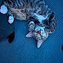 Amos is registered to the contest to win money with this photo: cat, tabby_cat, sleeping, paw, whiskers, cozy, blanket, bed, indoor, pet, feline, relaxed, ears, nose, pink_paw, stripes, fur, portrait, cute, nap
