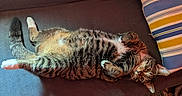 Amos is registered to the contest to win money with this photo: animal, brown_fur, cat, couch, ears, feline, green_eyes, indoor, lying_down, pet, pillow, portrait, relaxed, rug, sleepy, sofa, striped_fur, tabby, upside_down, whiskers