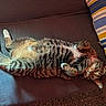 animal, brown_fur, cat, couch, ears, feline, green_eyes, indoor, lying_down, pet, pillow, portrait, relaxed, rug, sleepy, sofa, striped_fur, tabby, upside_down, whiskers