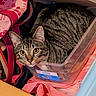 Amos joined the competition — help win amazing prizes! backpack, box, cat, close_up, cozy, curious, ears, fabric, fur, indoors, pet, pink_bag, plastic_container, playful, shelf, shoe_box, stripes, tabby_cat, whiskers, yellow_eyes