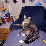 Amos is registered to the contest to win money with this photo: can, cat, chair, clutter, curious, cushion, domestic, feline, furniture, indoor, mirror, pet, relaxed, resting, scissors, tabby_cat, table, tiles, tube, wall_decor