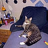 can, cat, chair, clutter, curious, cushion, domestic, feline, furniture, indoor, mirror, pet, relaxed, resting, scissors, tabby_cat, table, tiles, tube, wall_decor