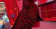 Amos joined the competition — help win amazing prizes! air_conditioner, blanket, bottles, cat, couch, countertop, cozy, curious, digital_display, framed_picture, indoor, paw, pet, red_lighting, standing, string_lights, stripes, tabby_cat, temperature_display, wall