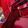 Amos joined the competition — help win amazing prizes! air_conditioner, blanket, bottles, cat, couch, countertop, cozy, curious, digital_display, framed_picture, indoor, paw, pet, red_lighting, standing, string_lights, stripes, tabby_cat, temperature_display, wall