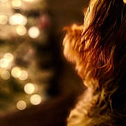 Bear is registered to the contest to win money with this photo: dog, fluffy, christmas_tree, bokeh, warm_lighting, holiday, indoors, blurred_background, pet, fur, decorations, soft_focus, cozy, brown, golden, festive, side_view, animal, relaxation, quiet