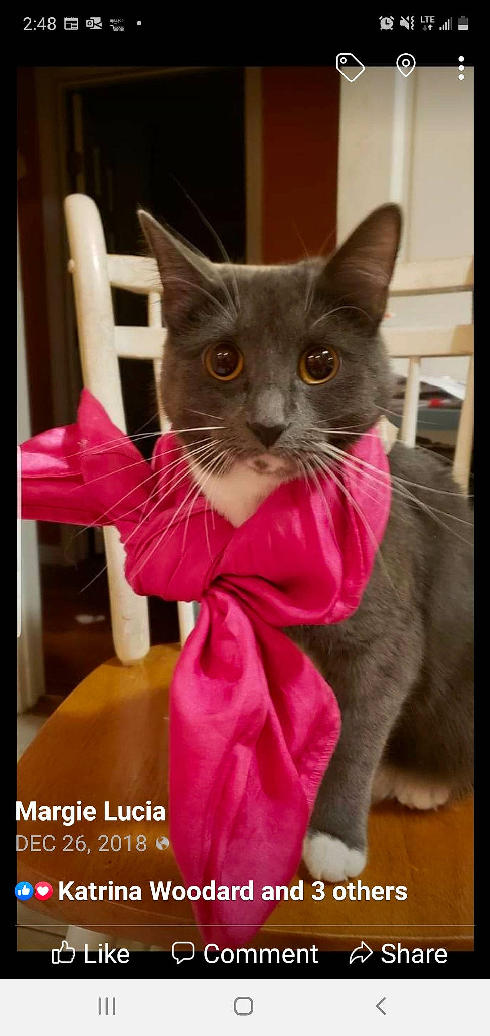 Miss Lily is registered to the contest to win money with this photo: carnivore, cat, cat_supply, collar, domestic_short_haired_cat, felidae, fur, pet_supply, photo_caption, pink, small_to_medium_sized_cats, snout, tail, vertebrate, whiskers