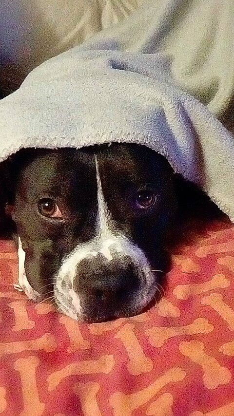 Roky participe au concours pour gagner de l'argent avec cette photo : american_pit_bull_terrier, american_staffordshire_terrier, boston_terrier, canidae, carnivore, dog, dog_breed, mammal, non_sporting_group, nose, pit_bull, pointer, puppy, snout, sporting_group, staffordshire_bull_terrier, vertebrate, whiskers