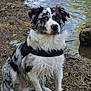 dog, border_collie, black_and_white, sitting, outdoor, water, lake, river, rocks, leaves, harness, fur, animal, pet, nature, canine, portrait, attentive, daylight, ground