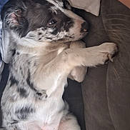 Arko participe au concours pour gagner de l'argent avec cette photo : animal, black, blanket, brown, couch, cozy, cute, dog, fur, home, indoor, lying_down, paw, pet, puppy, relaxed, resting, soft, spotted, white