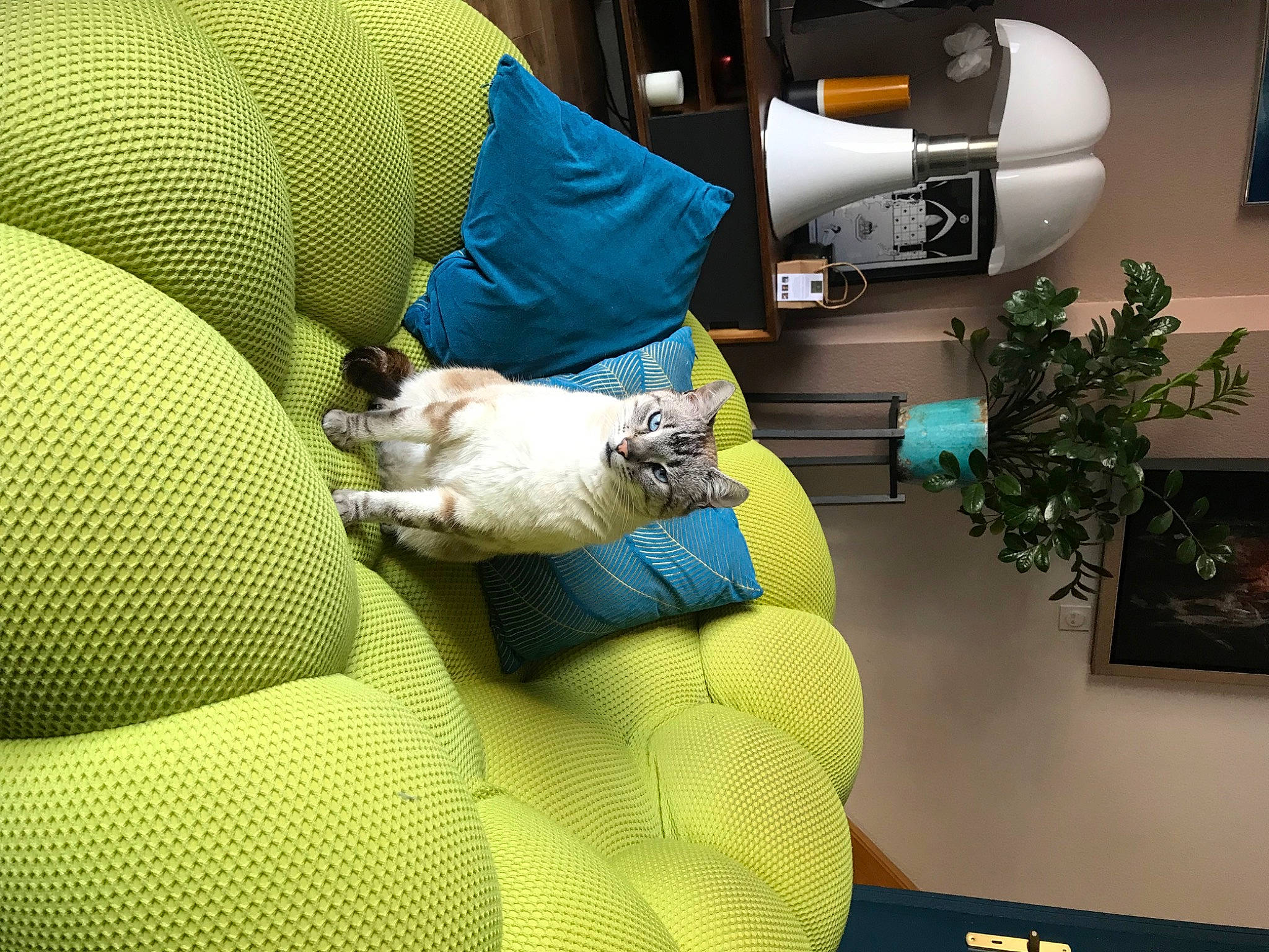 Chop a rejoint le concours — aidez-le/la à gagner de superbes lots ! carnivore, chair, comfort, companion_dog, couch, dog, event, felidae, houseplant, interior_design, lap, linens, living_room, picture_frame, pillow, plant, room, small_to_medium_sized_cats, whiskers, yellow