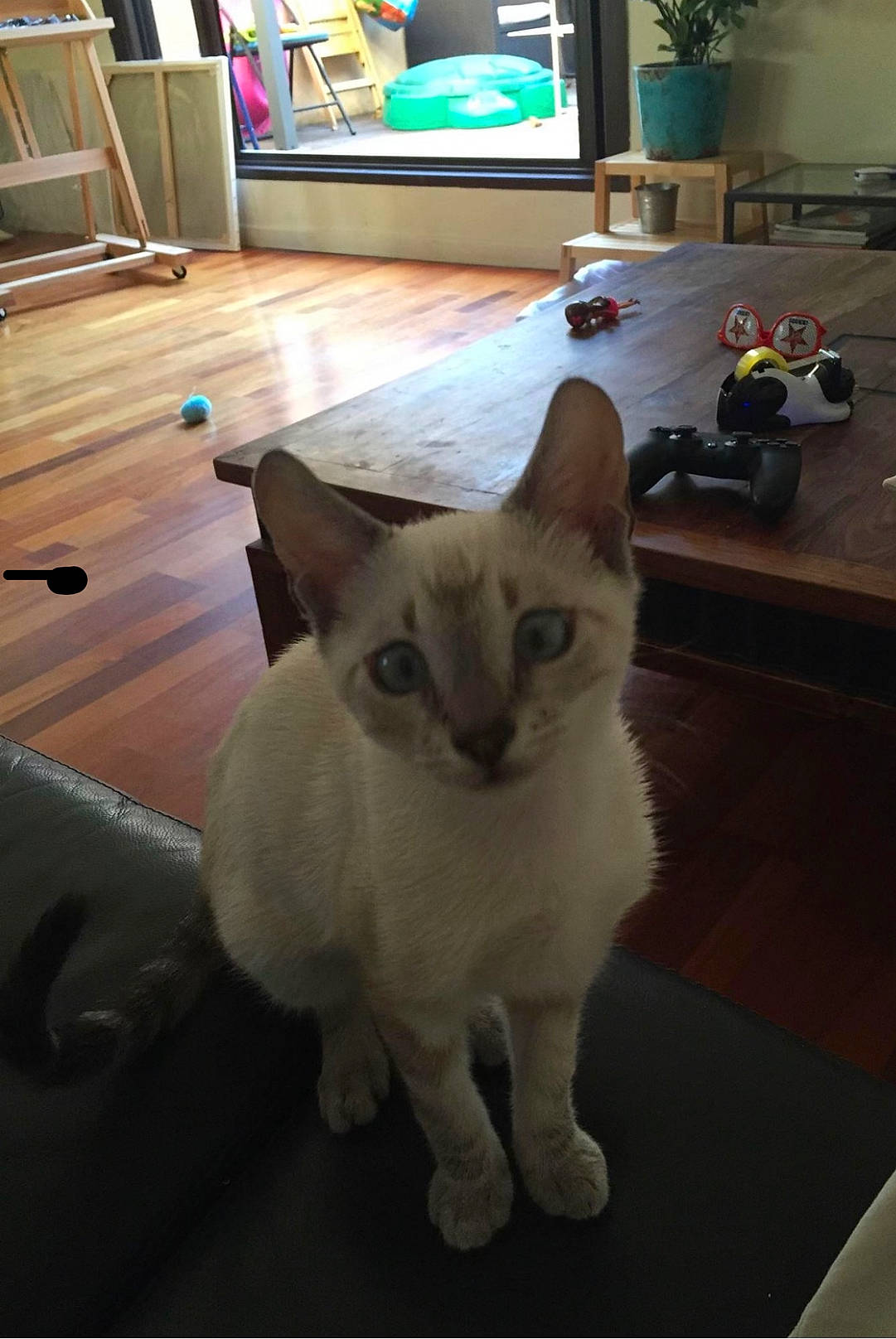 Chop participe au concours pour gagner de l'argent avec cette photo : bookcase, carnivore, cat, domestic_short_haired_cat, felidae, floor, flooring, fur, hardwood, houseplant, paw, picture_frame, plant, room, small_to_medium_sized_cats, snout, tail, terrestrial_animal, whiskers, wood