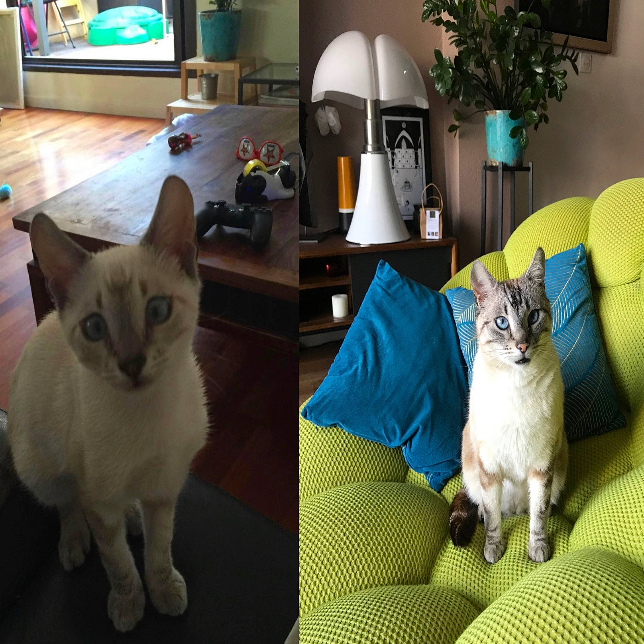 Chop participe au concours pour gagner de l'argent avec cette photo : carnivore, cat, comfort, companion_dog, couch, fawn, felidae, fur, green, houseplant, lamp, linens, picture_frame, plant, siamese, small_to_medium_sized_cats, table, tail, whiskers, window