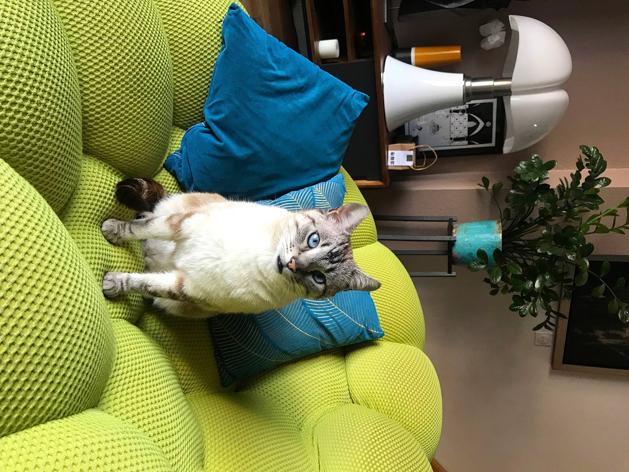 Chop a rejoint le concours — aidez-le/la à gagner de superbes lots ! carnivore, comfort, companion_dog, couch, dog, dog_breed, event, felidae, green, houseplant, linens, pillow, plant, room, small_to_medium_sized_cats, tail, toy_dog, watch, whiskers, yellow