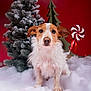 Lipton a rejoint le concours — aidez-le/la à gagner de superbes lots ! brown_and_white, canine, christmas_tree, cute, decorations, dog, festive, fluffy, frosted_tree, holiday, indoor, peppermint_candy, pet, portrait, red_background, scruffy_dog, seasonal, snow, studio_photo, winter