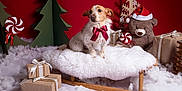Lipton participe au concours pour gagner de l'argent avec cette photo : bow, candy_cane, christmas, cozy, cute, decorations, dog, festive, fluffy_blanket, green_trees, holiday_decor, indoor, pet, presents, red_background, santa_hat, sled, teddy_bear, winter, wrapped_gifts
