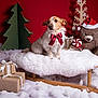 bow, candy_cane, christmas, cozy, cute, decorations, dog, festive, fluffy_blanket, green_trees, holiday_decor, indoor, pet, presents, red_background, santa_hat, sled, teddy_bear, winter, wrapped_gifts