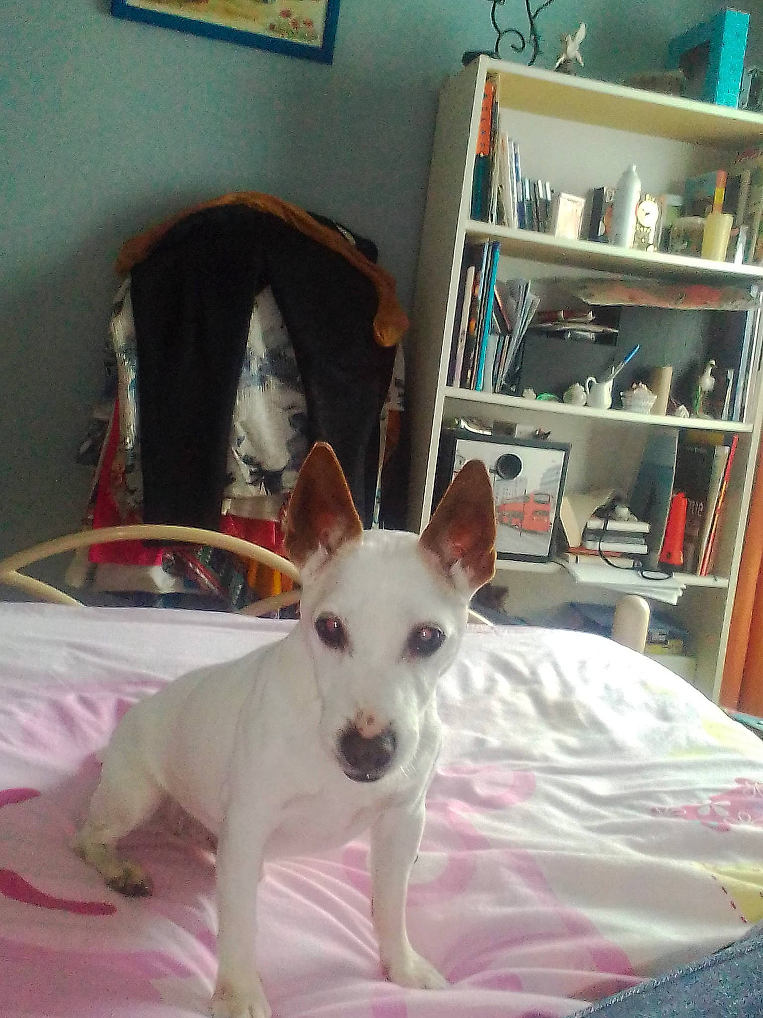 Filou participe au concours pour gagner de l'argent avec cette photo : bed, bedding, bookcase, carnivore, collar, comfort, companion_dog, dog, dog_breed, dog_supply, door, felidae, flooring, linens, picture_frame, room, shelf, terrier, toy_dog, working_animal