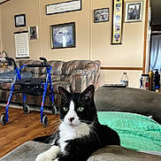 Tink joined the competition — help win amazing prizes! armrest, black_and_white, cat, couch, cozy, curious, domestic_animal, framed_photos, furniture, green_eyes, household_items, indoor, living_room, pet, quilt, relaxed, remote_control, tuxedo_cat, walker, wood_floor